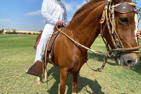 Paracas e Huacachina: Ilhas, Dune Buggy e Piquenique ao Pôr do SolParacas e Huacachina: Ilhas, Buggy nas Dunas e Piquenique ao Pôr do Sol