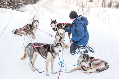 Fairbanks, AK: Tour di un giorno intero &quot;Guida il tuo team di cani&quot;