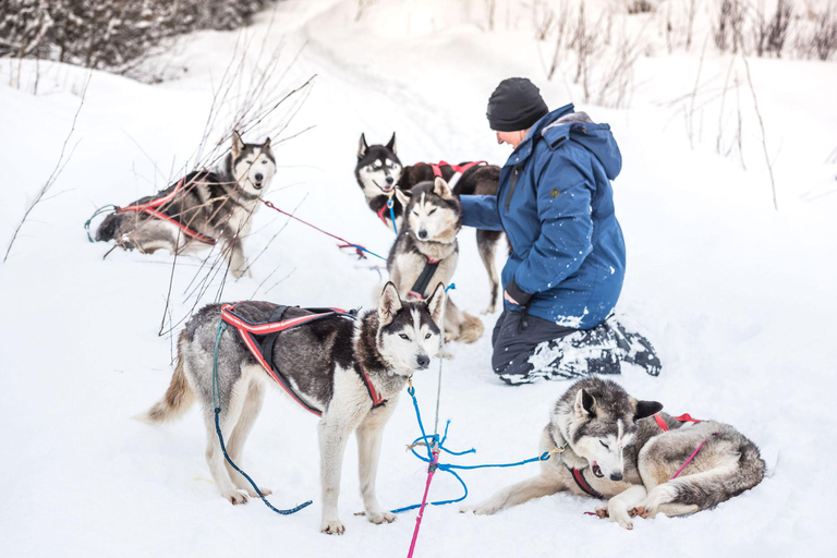 Fairbanks, AK: Dagvullende tour &quot;Rij je eigen hondenteam&quot;.