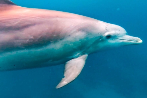 Ekologiczna wycieczka z obserwacją delfinów na Mauritiusie Le MorneEkologiczna wycieczka z obserwacją delfinów na Mauritiusie Le Morne w stanie Massachusetts