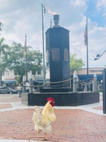 VIP Walking Tour de Little Havana - Housity