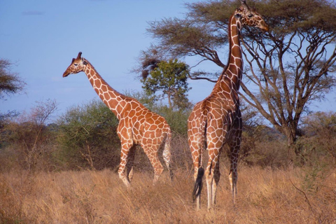 13 Days of Wild Wonder Kenya &amp; Tanzania Safari in a 4x4 Jeep