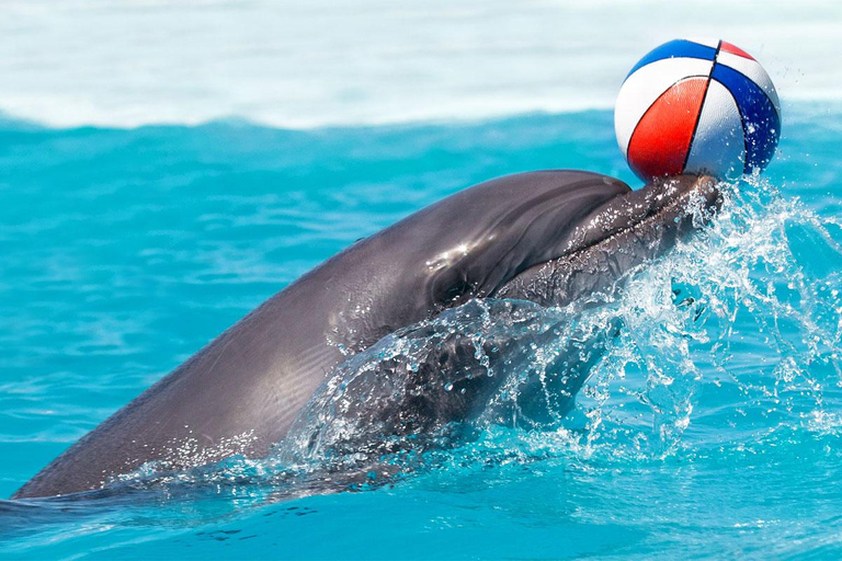 Alanya : spectacle de dauphins avec prise en charge et retour à l&#039;hôtelAlanya : spectacle de dauphins et baignade facultative avec les dauphins