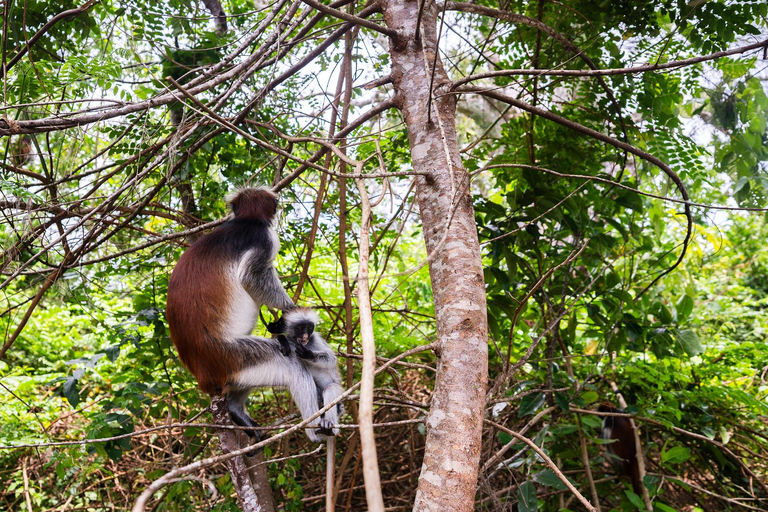 Secret Beach, Kuza Cave and Jozani forest with transfer