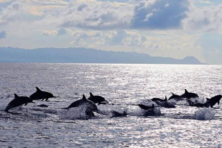 Bohol Dolphin Watching & Sea Turtle Swim Island Hopping Tour Pier – Meet-up Point