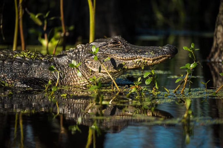 Nueva Orleans: Excursión en Kayak por el Pantano Mágico de ManchacExcursión por el pantano en kayak sin transporte