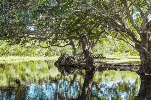 Everglades National Park: tocht met hovercraft en dierenshowDierenshow en hovercraft met een groep