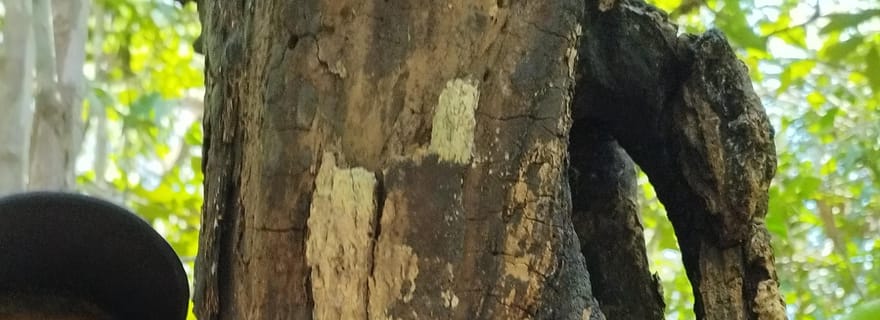 Nosy Be : visite guidée de la réserve de Lokobe avec déjeuner