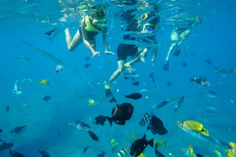 Oahu: Swim with Dolphins, Turtle Snorkel, Waterslide Activit From Honolulu: Oahu Dolphin Swim and Snorkeling Trip