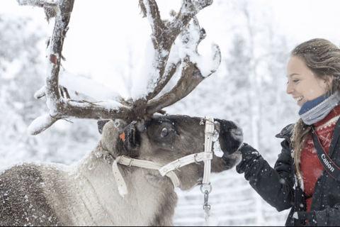 From Abisko: Sami Village Visit with Reindeer & Snowshoeing
