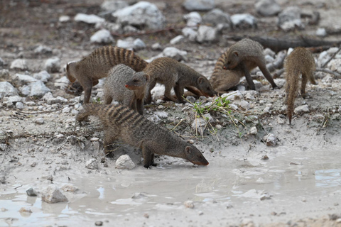 From Namibia to Botswana and Vic Falls: 15 Days Guided Lodge