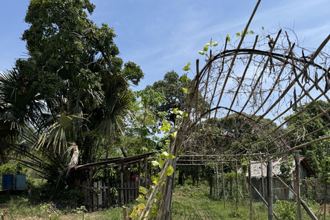 El Nido, Sibaltan: Local Organic Farm Tour & Product Tasting Farm Tour: 2 to 5