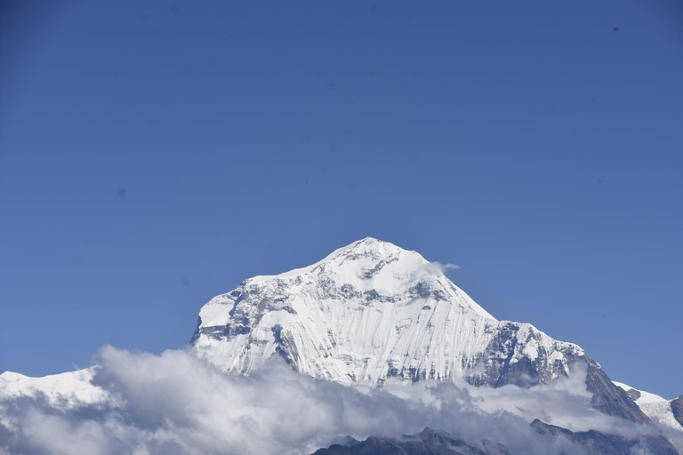 Pokhara: 7 Day Annapurna Base Camp Trek with Wildlife Tour