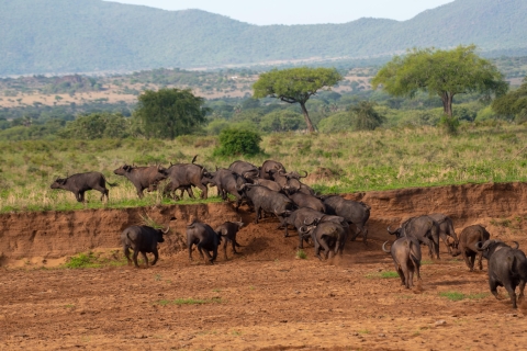 Uganda Adve-Cultural Circuit Safari