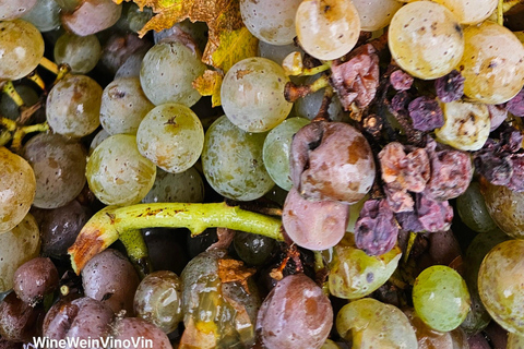 From Basel or Colmar: Baden-Württemberg Pinot Wine Tour