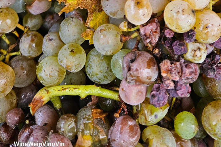 From Basel or Colmar: Baden-Württemberg Pinot Wine Tour