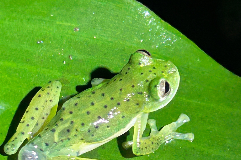 Visite nocturne de La Carpintera : La faune nocturne de San José