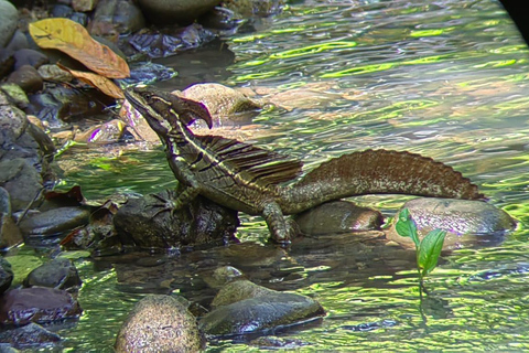 Manuel Antonio Park: Guidad tur för att se djur och strandtidPrivat tur