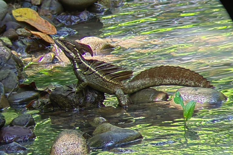 Manuel Antonio Park: Guidad tur för att se djur och strandtidPrivat tur