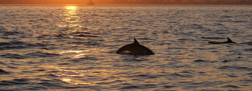 Promenade en bateau avec possibilité d'observer des dauphins à Algeciras