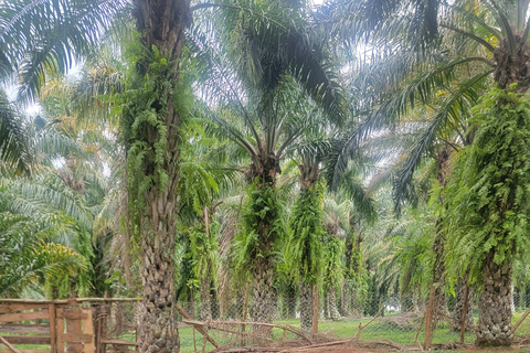 Ssese Islands 4-Day Cultural Tour and beer-making experience