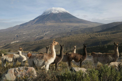 Wycieczka do Kanionu Colca 2 dni + transfer do Puno z posiłkami