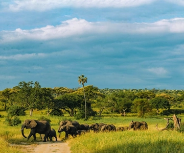 Tarangire: Balloon Safari and Bush Breakfast