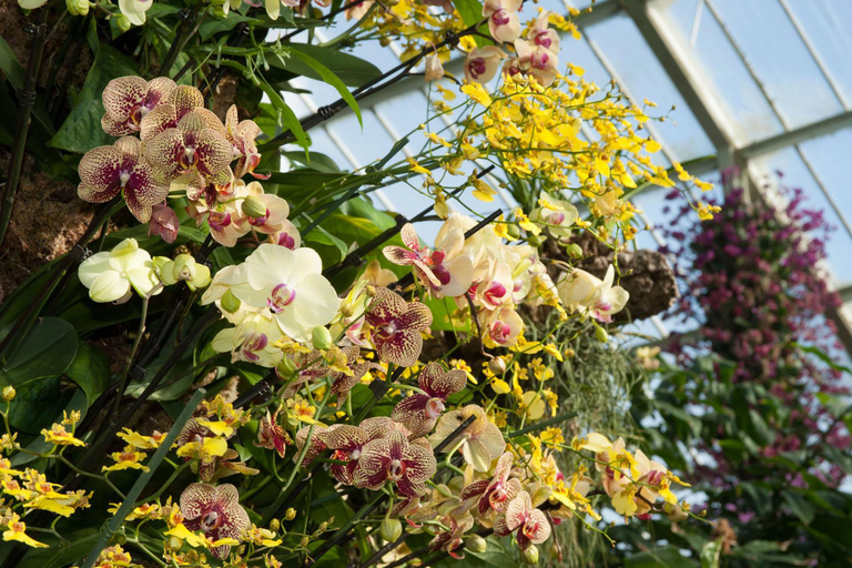 Visite guidée du jardin botanique et du parc Lage au cœur de Rio