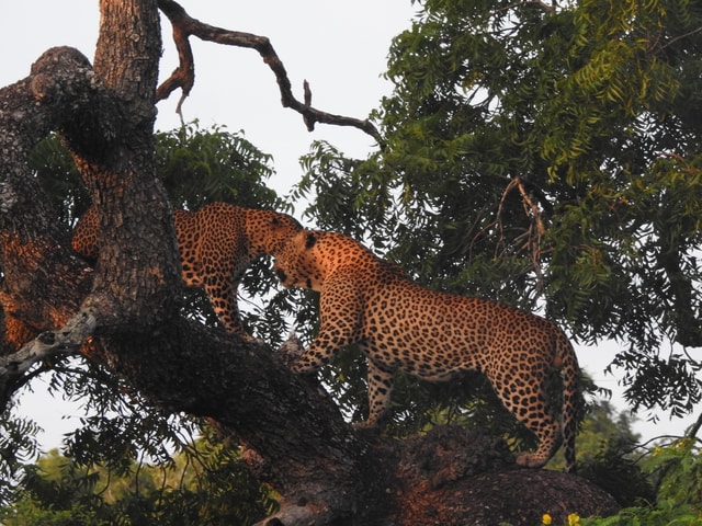 Yala Big Animals and Birds Safari - Janaka safari