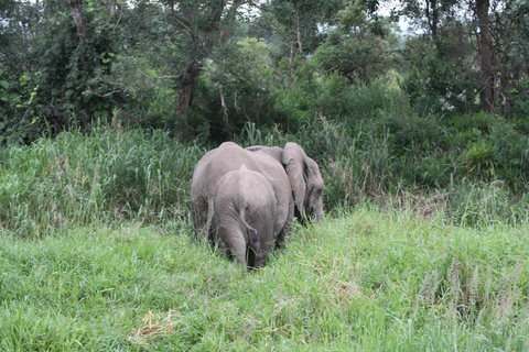 SAFARI WILDLIFE FROM ZANZIBAR TO MIKUMI 3 DAYS 2 NIGTHS