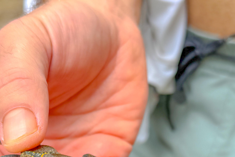 Chiang Mai: The Original Sticky Waterfalls & Thai Cooking