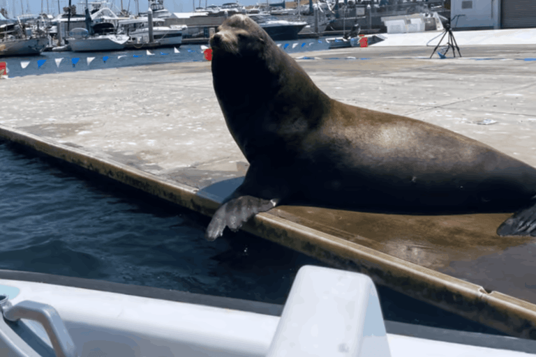 马里纳德尔雷：1小时游船之旅玛丽娜德尔雷：1小时游船之旅