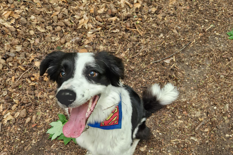 Excursão de caminhada pela montanha de Brasov com DaisyPasseio de caminhada nas montanhas de Brasov com a Daisy