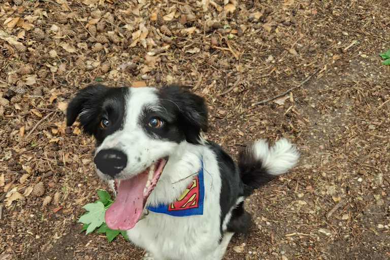 Excursão de caminhada pela montanha de Brasov com DaisyPasseio de caminhada nas montanhas de Brasov com a Daisy