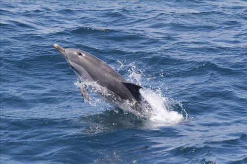 Osservazione dei delfini con giornata in spiaggia a Tarifa da Siviglia