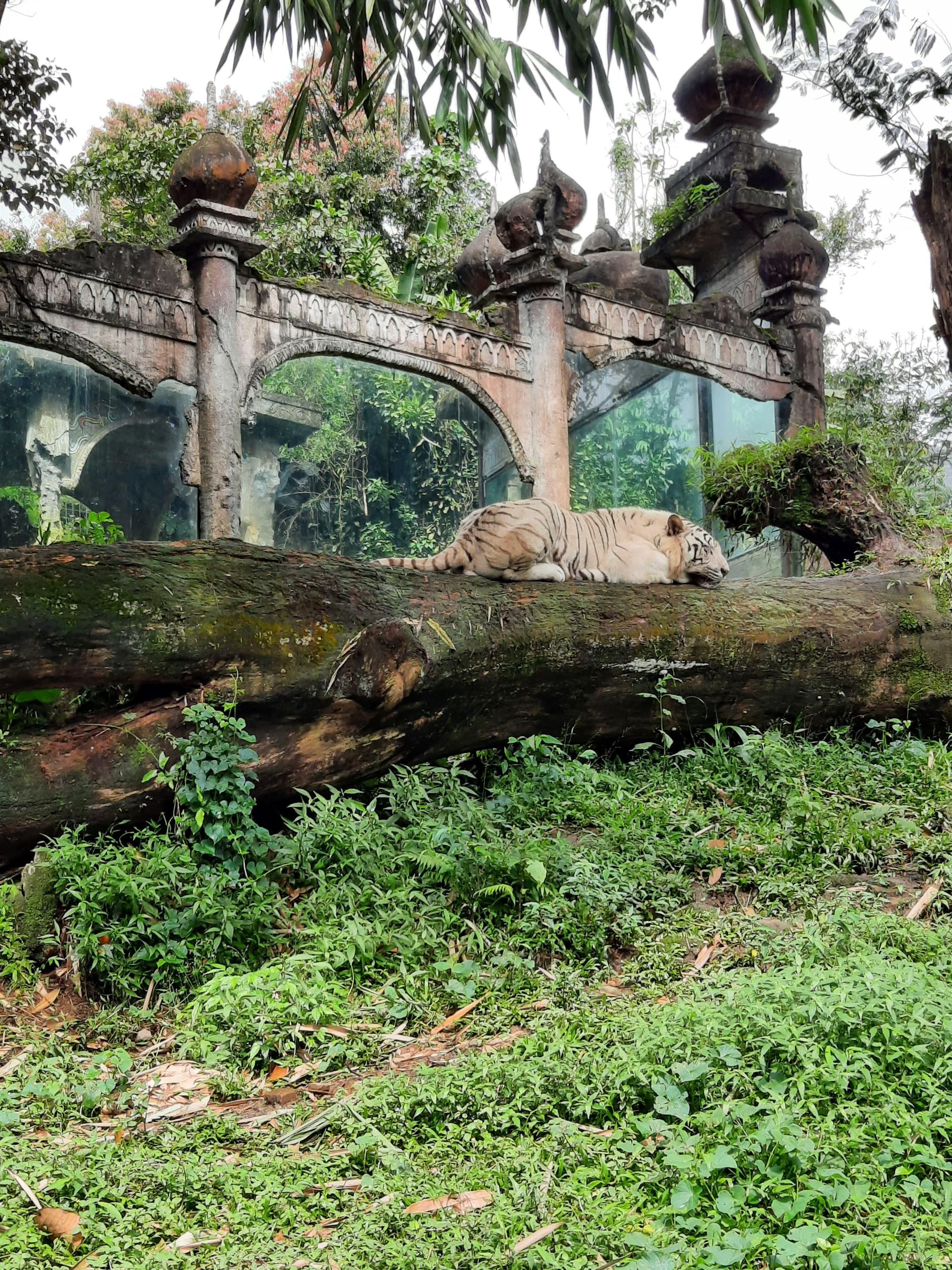 Jakarta : Taman Safari, Panda Palast und Wasserfall