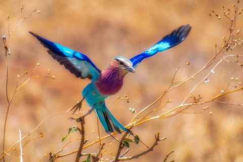 From Zanzibar: 1-Day Selous Safari with Flight & Lunch Selous Safari from Zanzibar – Without Transfer
