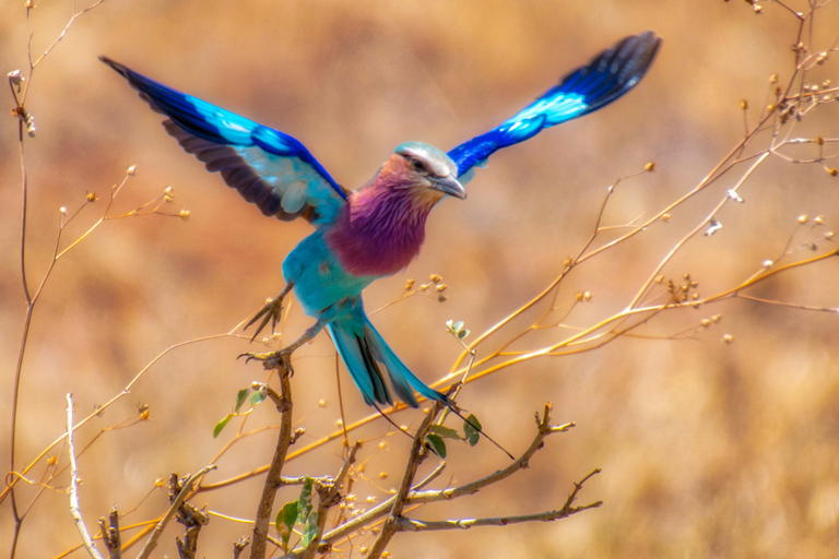 From Zanzibar: 1-Day Selous Safari with Flight & Lunch Selous Safari from Zanzibar – Without Transfer
