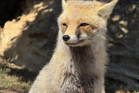 Gobustan, Absheron & Shahdag Trip - 2 days Baku trip Gobustan, Absheron & Shahdag - 2 days trip(Tickets included)