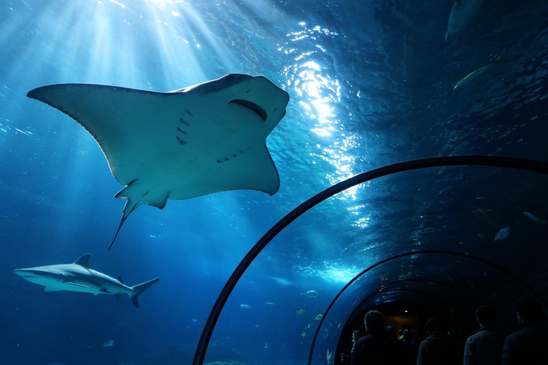 Sydney Aquarium: Sharks, Dugongs & Ocean Secrets