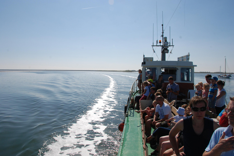 Amsterdam: Seal Safari at Waddensea UNESCO Site