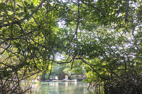 Nusa Lembongan Mangrove & Island Tour From Bali: Nusa Lembongan Mangrove & Island Tour