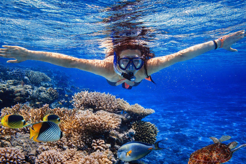 North Bali: Dolphin Swim, Snorkeling, & Waterfall Cliff Jump Small Group With Hotel Transfer Central Bali