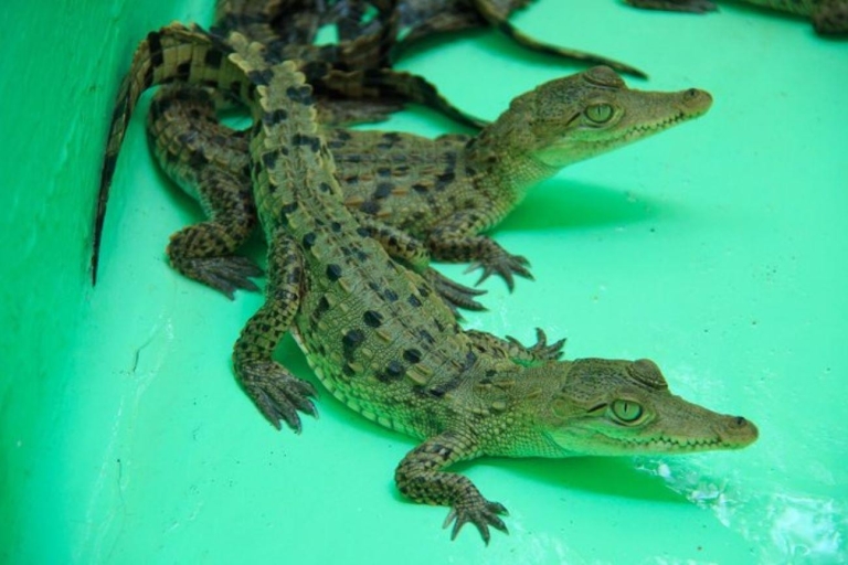 Huatulco: Schildkröten & Krokodile erleben