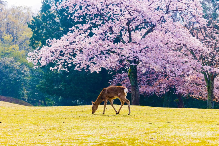 From Osaka: Mt. Yoshino Cherry Blossoms & Nara Deer Day Trip