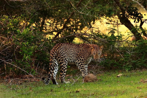 Wilpattu National Park Private Safari with Pickup & Drop Pick up & drop off Colombo City Area