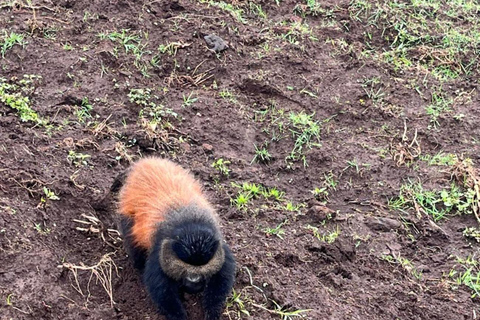 From Kigali: 1 Day Golden Monkey Trek in Volcanoes NP
