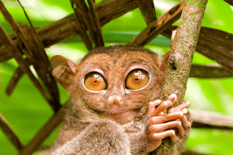 Bohol: Premium Chocolate Hills, Tarsiers &amp; River Experience