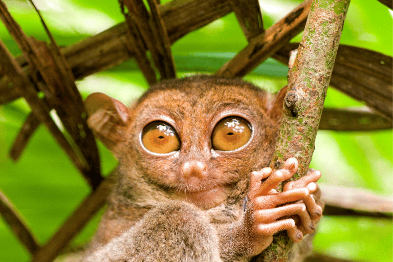 Bohol: Premium Chocolate Hills, Tarsiers &amp; River Experience