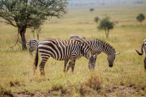Moshi/Arusha: Lake Manyara National Park Day Trip with Lunch Arusha: Lake Manyara National Park Day Trip with Lunch